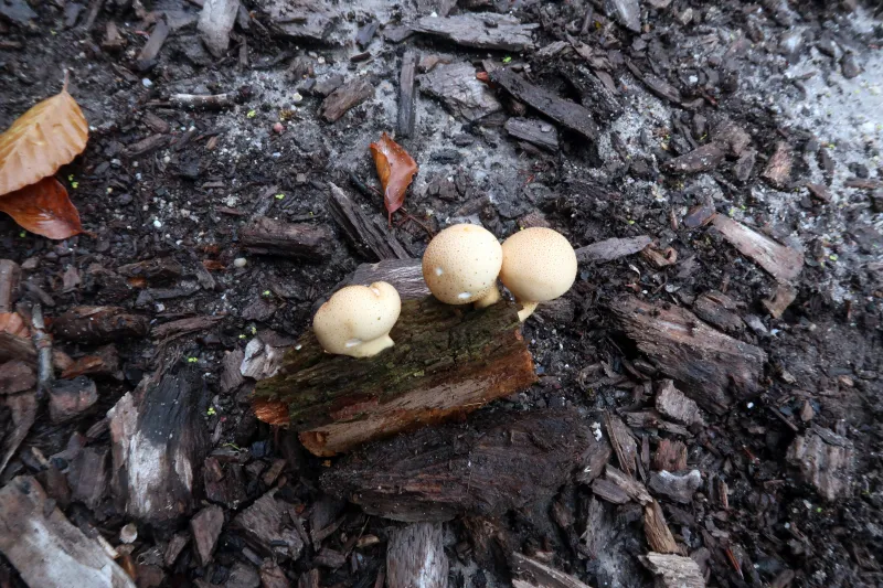 Apioperdon pyriforme 1 - IMG_4040